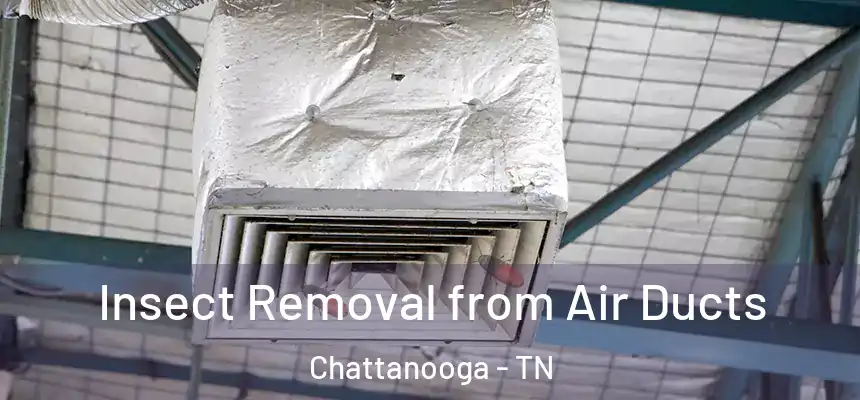 Insect Removal from Air Ducts Chattanooga - TN